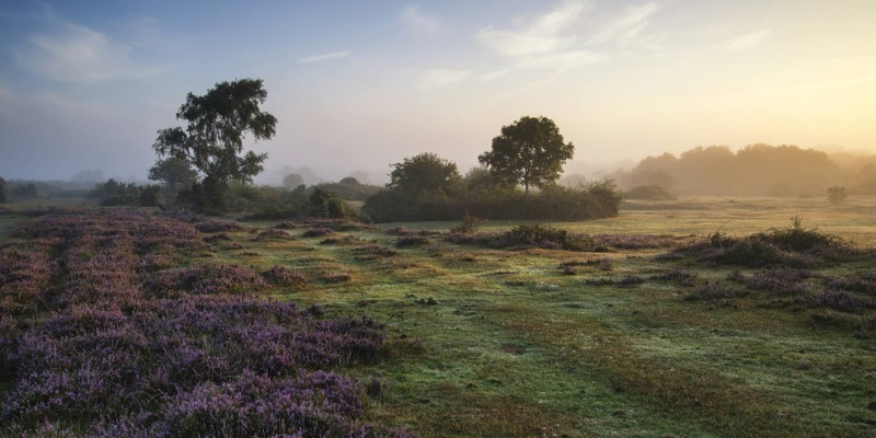 New forest