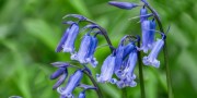 Bloxworth Bluebell Walk and Cream Tea - Sunday 5th May - 2-5pm. 